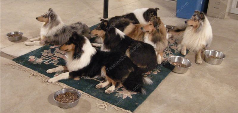 Taliesen Collies waiting for the "OK" to eat