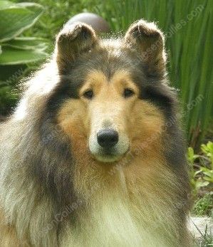 Sable and White Rough Female Collie