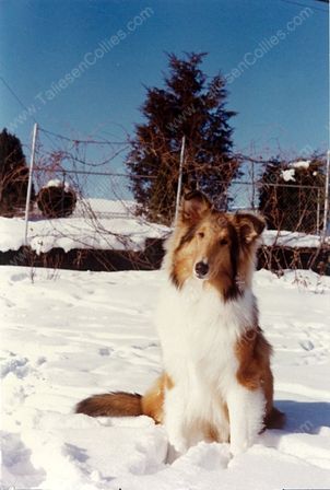 WM_Lad_Sable_and_White_Male_Collie_Winter