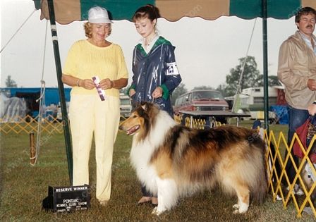 WM_Lad_Sable_and_White_Male_Collie_at_Dog_Show_Lad2