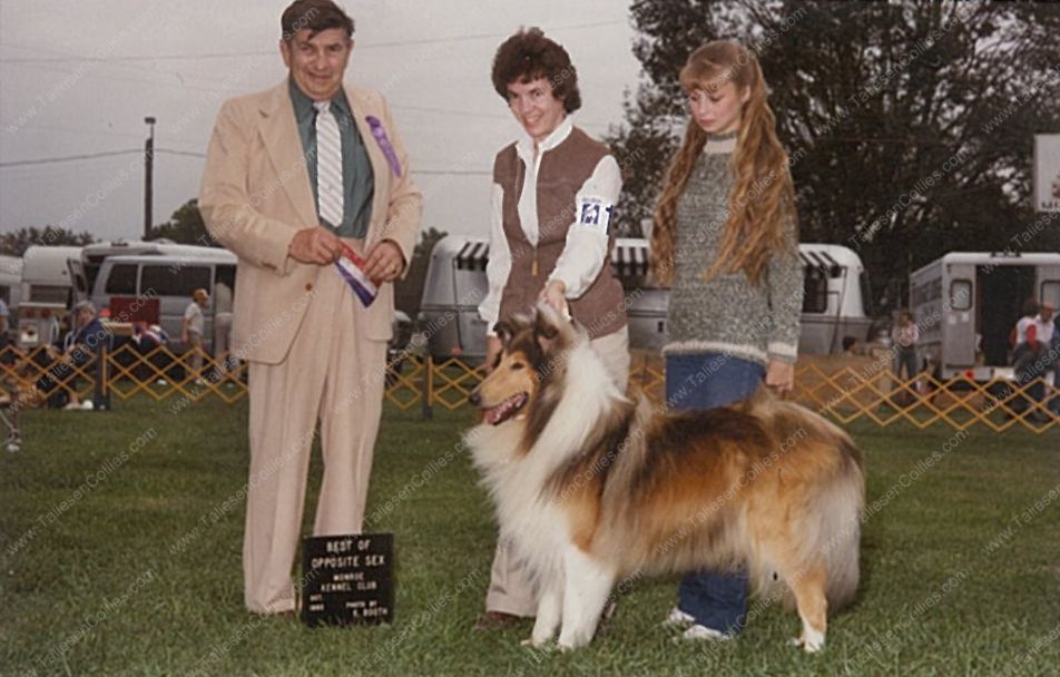 WM_Lad_Sable_and_White_Male_Collie_at_Dog_Show_Lad_crop