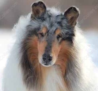 rough collie blue